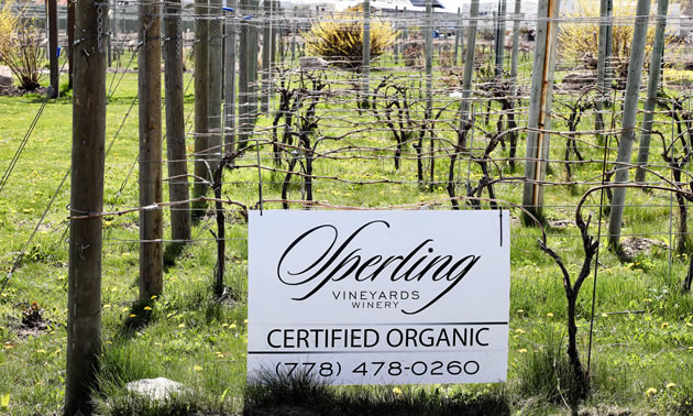 Grapes are ready to do their thing in April at Sperling. 