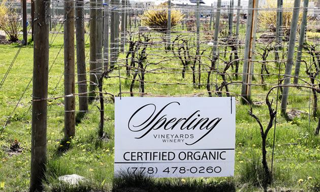 Grapes are ready to do their thing in April at Sperling.