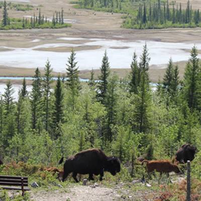 Wood Buffalo National Park, with herd of bison in foreground. 