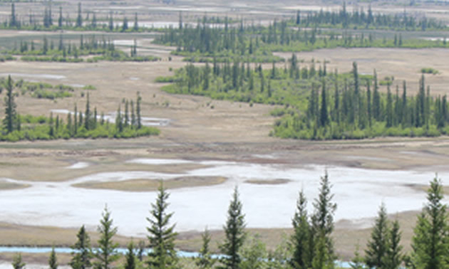 Wood Buffalo National Park, with herd of bison in foreground. 