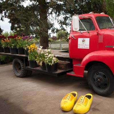 Wooden Shoe Tulip Farm is a wonderful place for a day with the family.