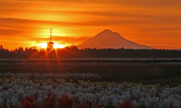 Sunrise over Mount Hood and the tulips is special. 