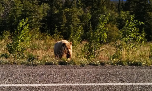 A grizzly bear forages calmly along the highway near Burwash Landing, Yukon.
