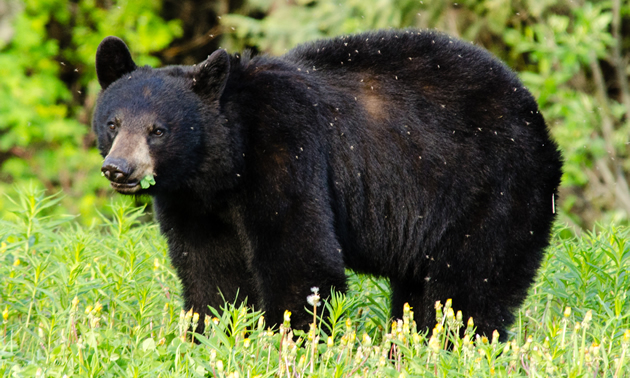 Black bear near Liard River Hot Springs Provincial Park, BC.
