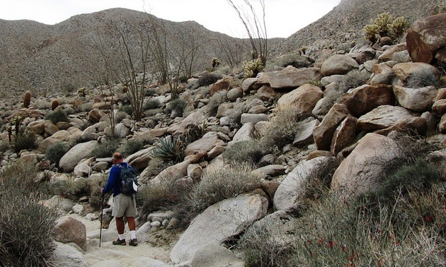 A man hiking on one of the many trails in Anza Borrego State Park.