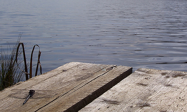 dragonfly on a dock in Athabasca, Alberta