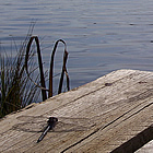 dragonfly on a dock in Athabasca, Alberta