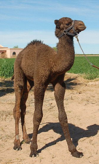 The Camel Farm welcomes a baby Arabian camel to the family. It has dark brown fur. 