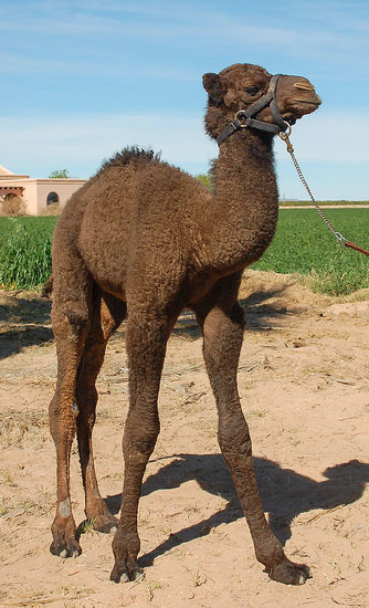 The Camel Farm welcomes a baby Arabian camel to the family. It has dark brown fur.