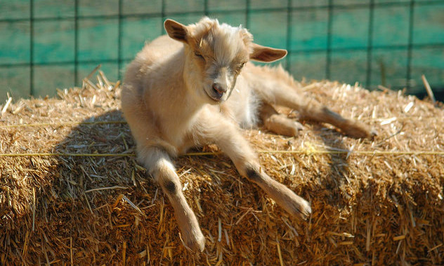 An adorable baby goat catching a quick nap in the sun on a straw bale