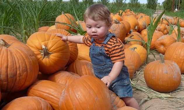 A Baby standing surrounded by pumpkins.