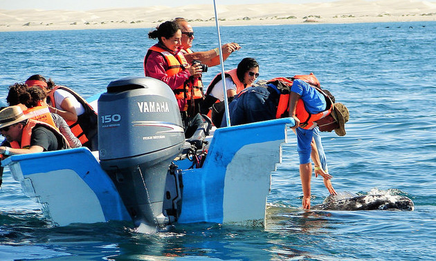A small motor boat with 10 people on board. Two people are leaning over to touch a whale that is alongside of the boat.