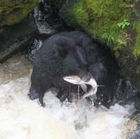 A black bear feasting on pink salmon at the Anan Wildlife Observatory, a rare place to see black and brown bear feeding side. 