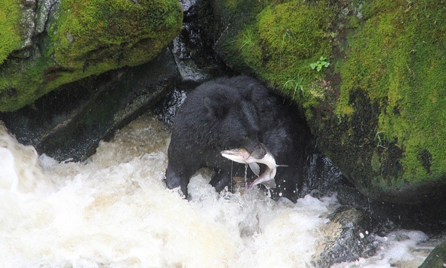 A black bear feasting on pink salmon at the Anan Wildlife Observatory, a rare place to see black and brown bear feeding side.