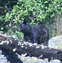 Bear standing behind a log on the shore of a beach.