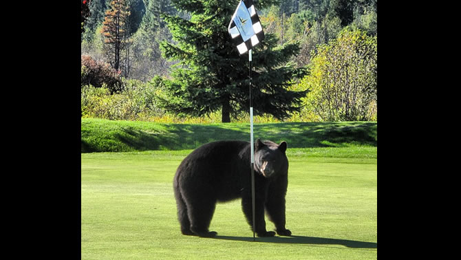 A large black bear standing on a golf course. 