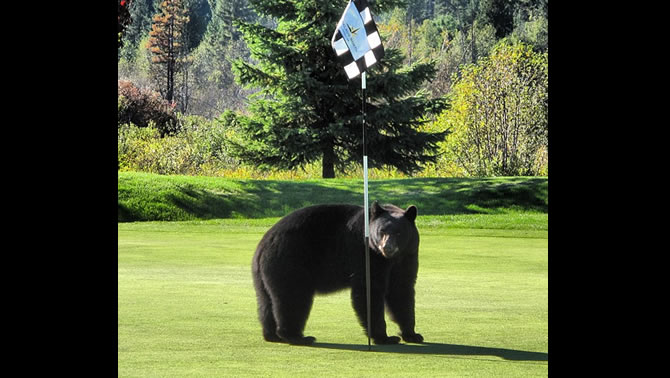 A large black bear standing on a golf course.