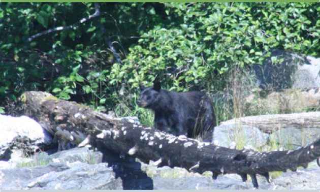 Bear standing behind a log on the shore of a beach.