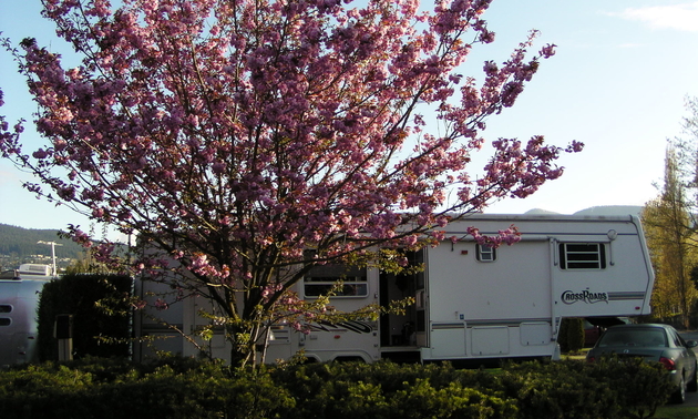 An RV is parked at a campsite with a tree next to it in full bloom.