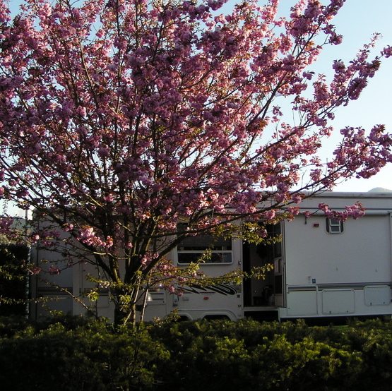 An RV is parked at a campsite with a tree next to it in full bloom.