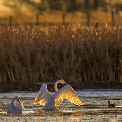 A good binocular will help you see the beautiful feathered details of this backlit swan.