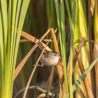 One of the rewards of birdwatching is a marsh wren. 