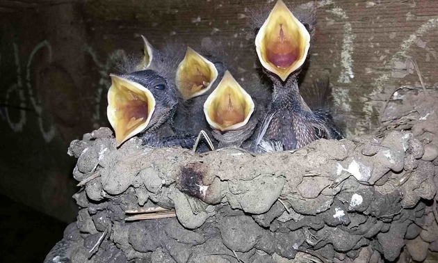 Swallows set up housekeeping while the cookshack was under construction