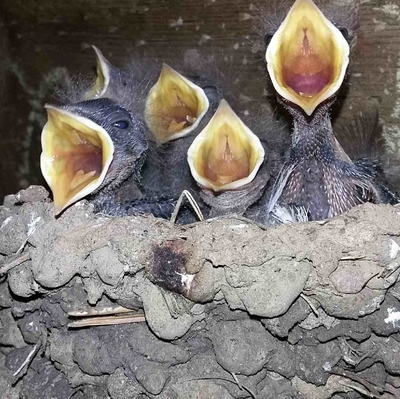 Swallows set up housekeeping while the cookshack was under construction