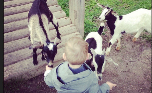 Jessica Duckworth's little boy petting 2 goats at the Black Spruce Farm in Prince George. 