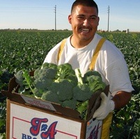 A man standing with a box full of broccoli in the centre of a broccoli field. 