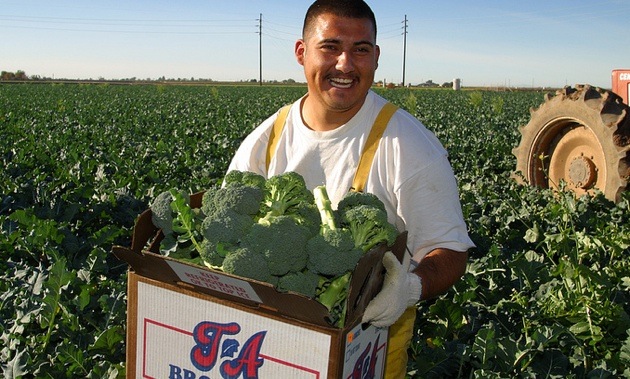 A man standing with a box full of broccoli in the centre of a broccoli field. 