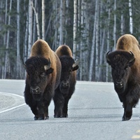 Bison roam the streets at Liard Hot Springs.