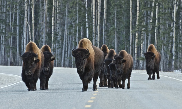 Bison roam the streets at Liard Hot Springs.