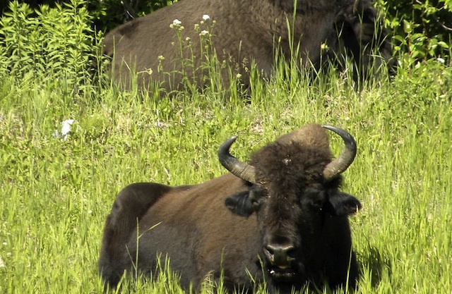 A buffalo laying peacefully in some green grass.  