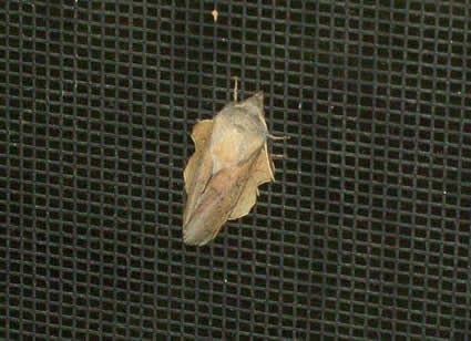 moth on a window screen
