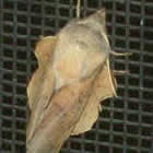 moth on a window screen