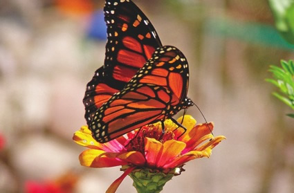 Monarch butterfly on a flower