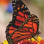 Monarch butterfly on a flower