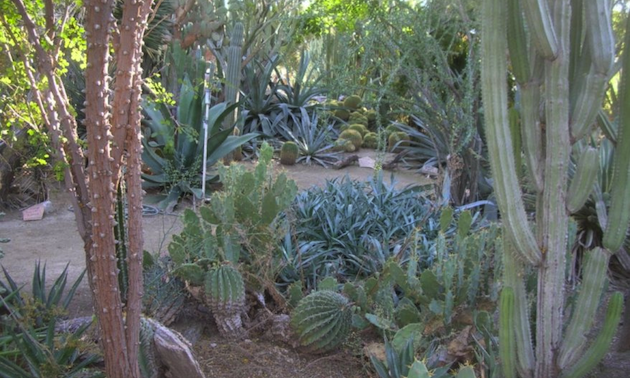 Moorten Botanical Garden. Palm Springs, California.