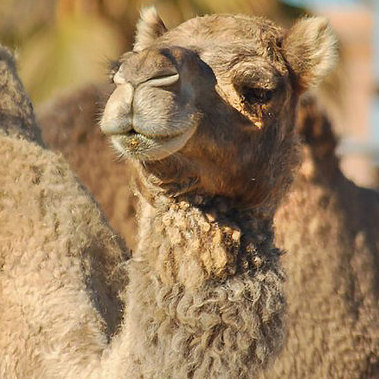 Azziza the camel looking down her nose at the camera