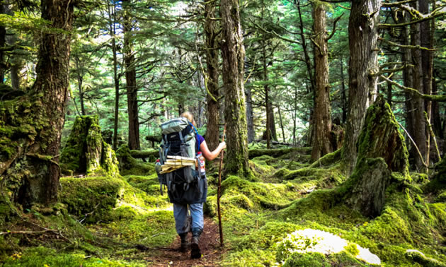 A trail through old growth forest at Camp Fife, Haida Gwaii, BC.