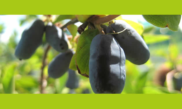 Haskap or Honeyberries...the new super fruit, grown at Moon Druid.