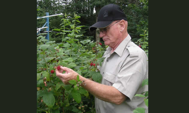 John Girvan picking rasberries for the farmers' market at Moon Druid.