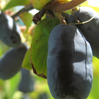 Haskap or Honeyberries...the new super fruit, grown at Moon Druid.