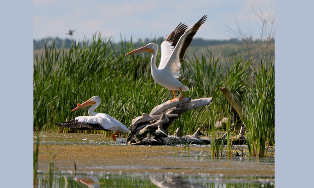 Pelicans from Dried Meat Lake near Camrose.
