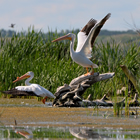 Pelicans from Dried Meat Lake near Camrose.
