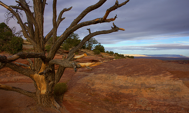 Trees in the desert in Canyon de Chelly