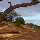 Trees in the desert in Canyon de Chelly