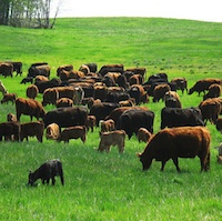 Nimitz cattle grazing on tender green grass.