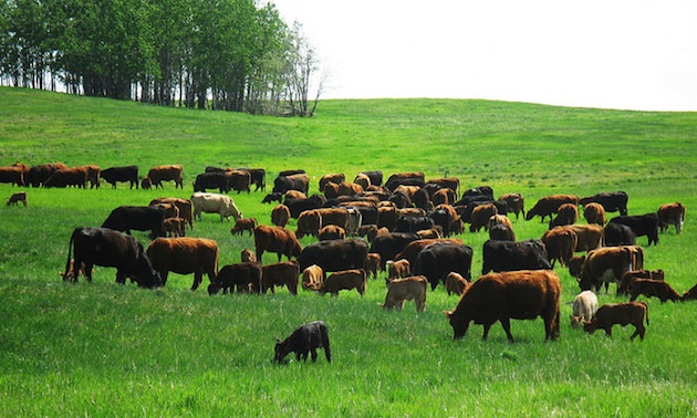 Nimitz cattle grazing on tender green grass.